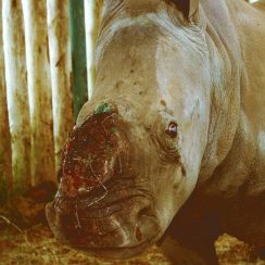rhino-poaching-justonerhino