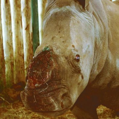 rhino-poaching-justonerhino
