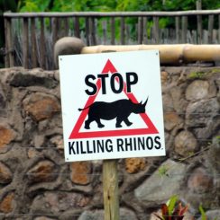 stop-killing-rhino