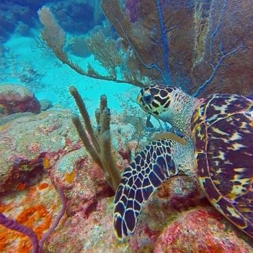 snorkelling-barbados
