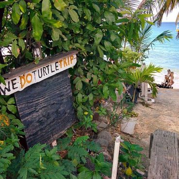 turtle-trip-barbados