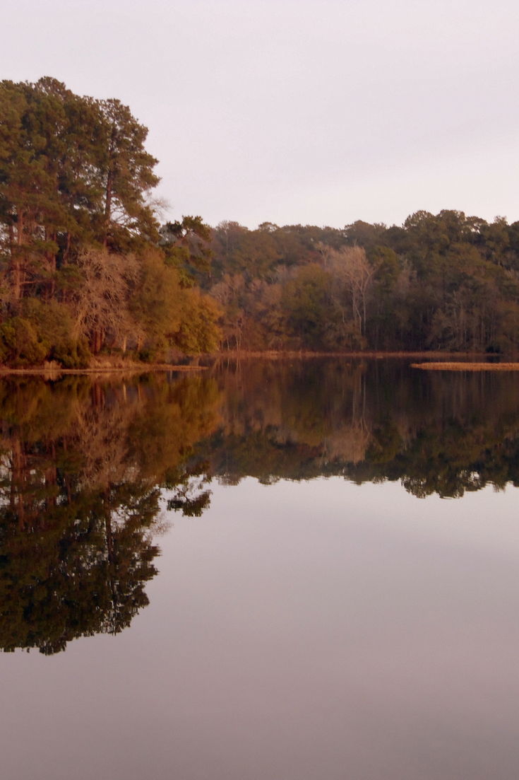 Sam Houston National Forest Tree - Sam Houston National Forest