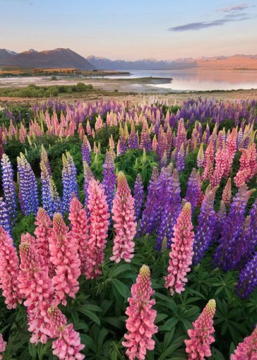 lake-tekapo-nz-lupins-chris-gin