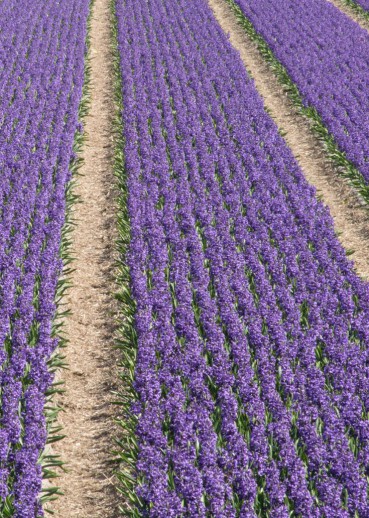 tulip-fields-andersen-pecorone