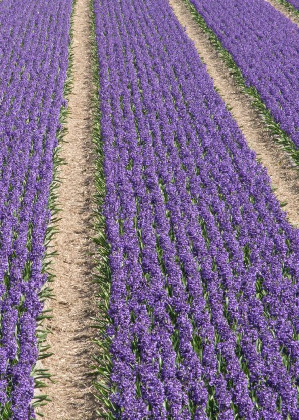 tulip-fields-andersen-pecorone