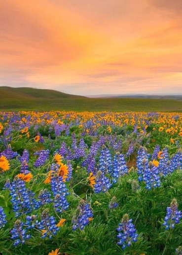 valley-of-flowers-hindu-tourism