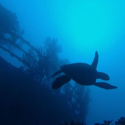 turtle-stravronikita