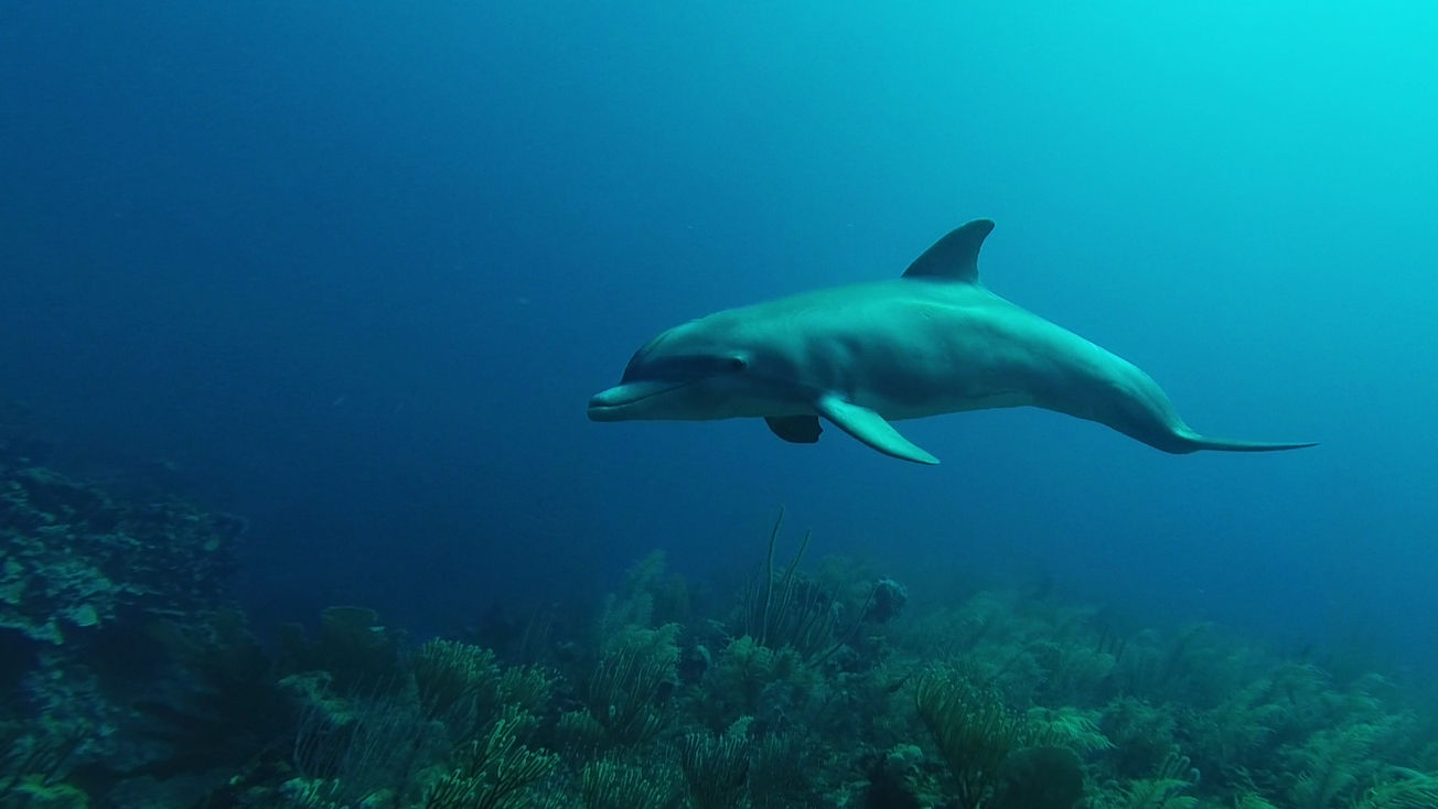 divebelize-dolphin