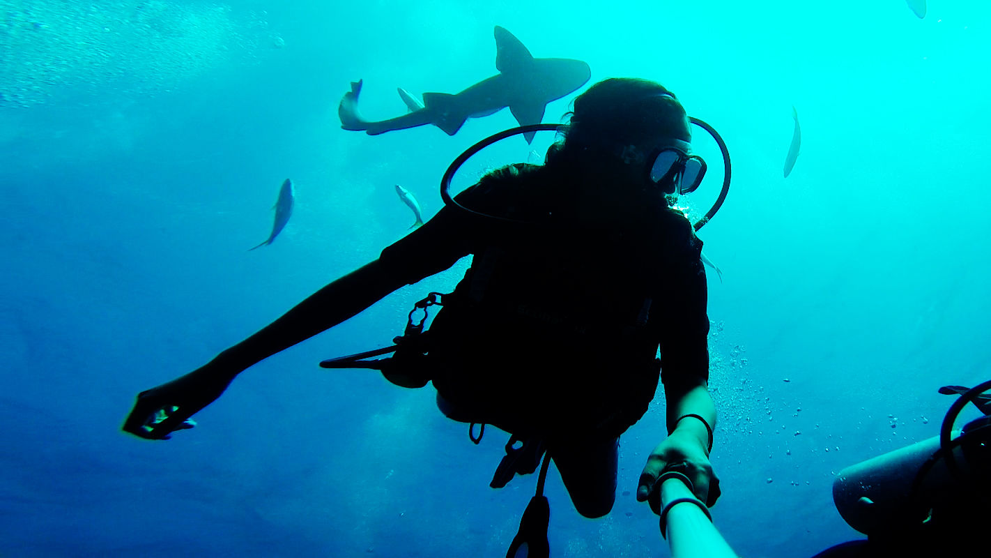 divebelize-sharks