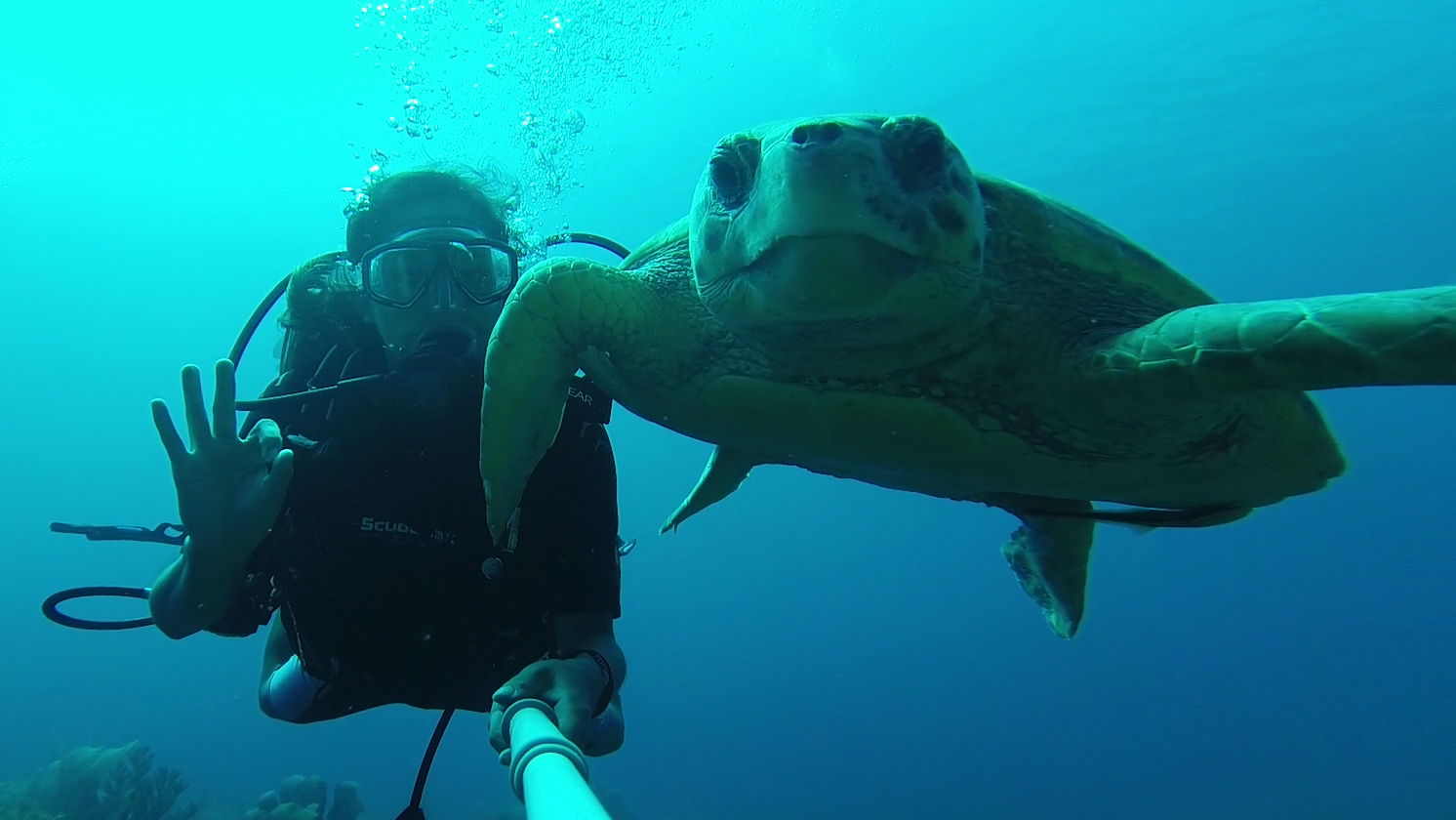 divebelize-turtleselfie