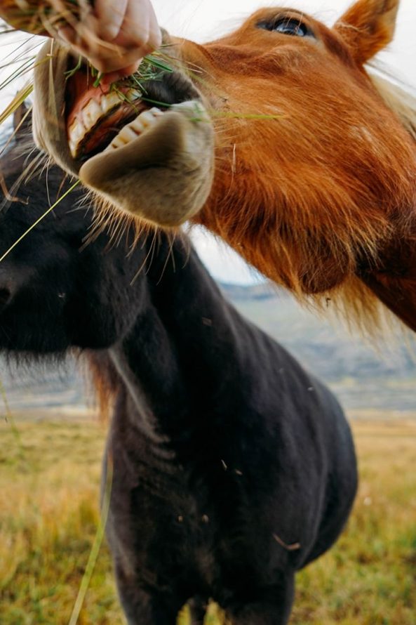 icelandic-horses-messicanbeer
