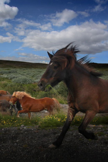 icelandic-horses-risto-kuulasmaa