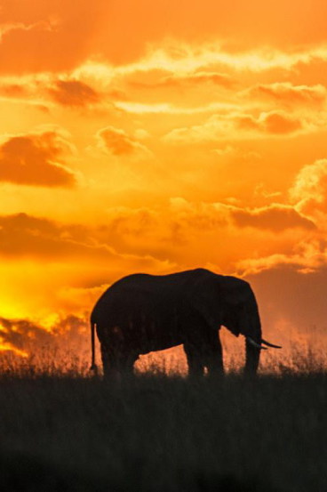 masai-mara-elephant-2