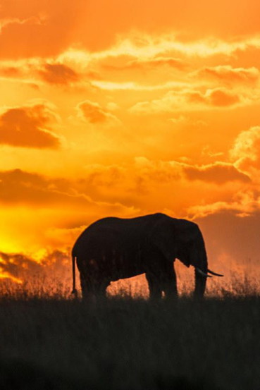 masai-mara-elephant-2