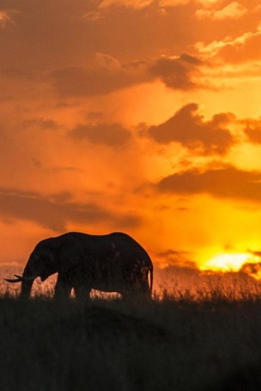 masai-mara-elephant