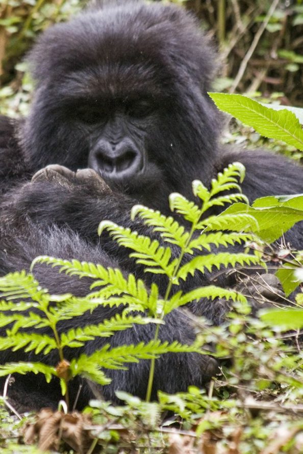 mountain-gorilla-hjalmar-gislason