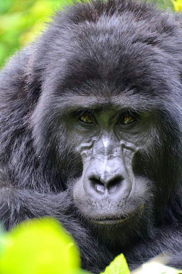 mountain-gorilla-rod-waddington