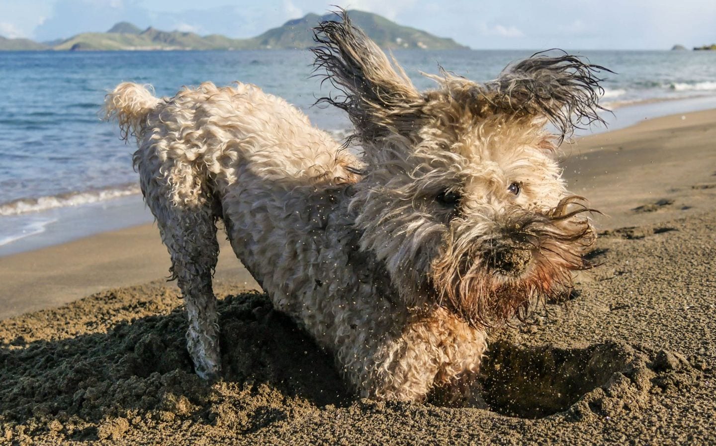 chloe-crab-digging-beach-nevis