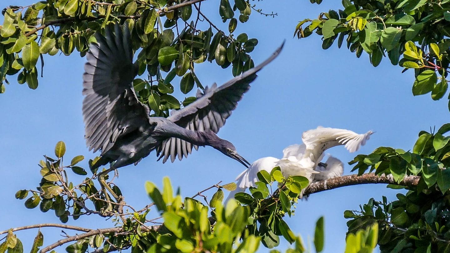 Egrets fighting in Cades Bay, Nevis