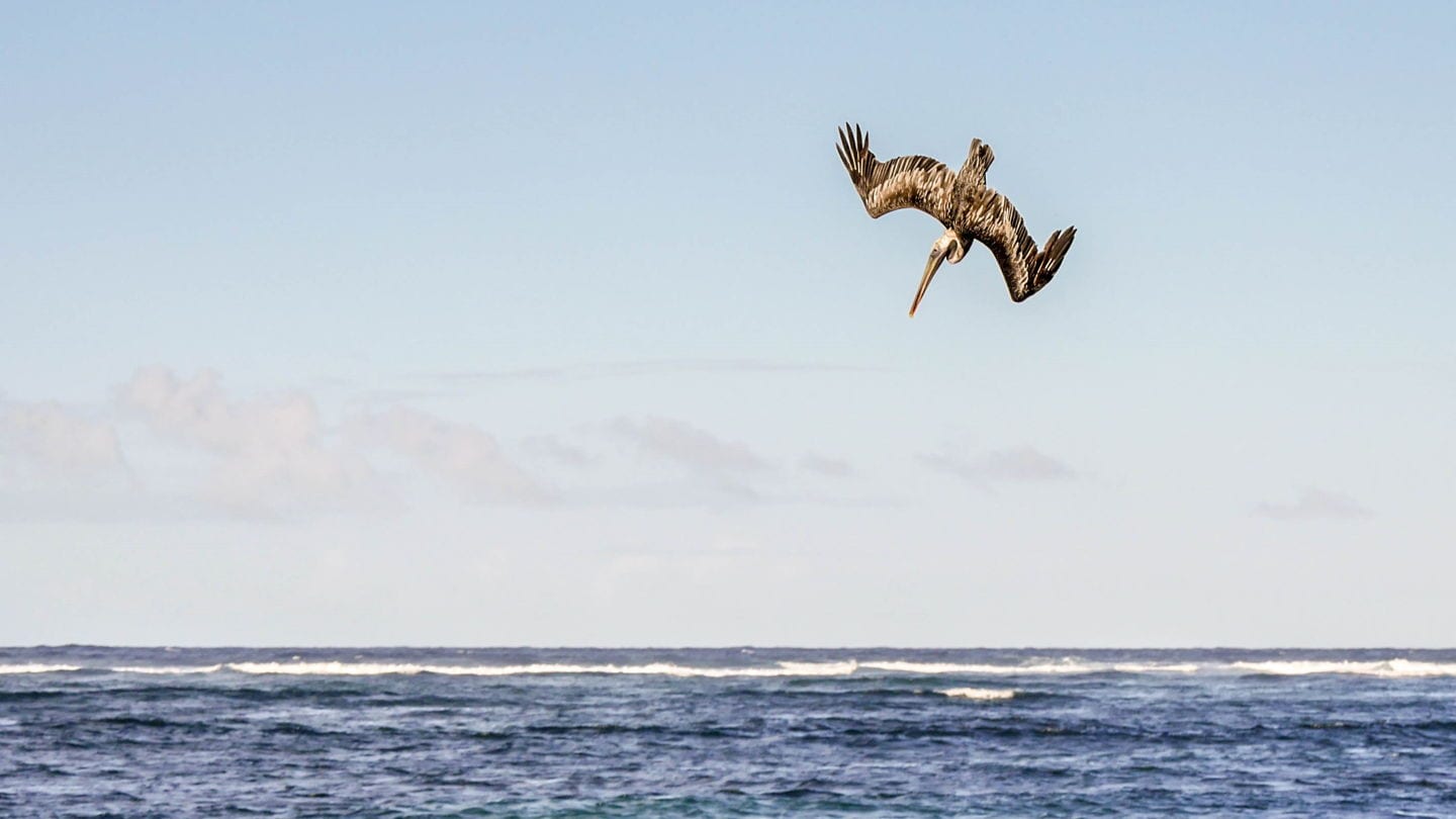 Guide To Nevis - A pelican fishing in Long Haul Bay