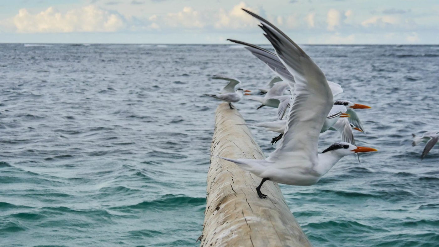 Guide To Nevis - Seagulls in Long Haul Bay