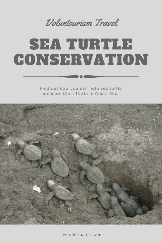 How to Take Part in Sea Turtle Conservation in Costa Rica