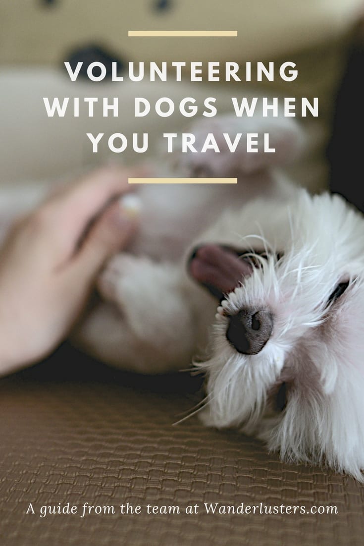 Volunteering Abroad with Dogs Tails of Adventure