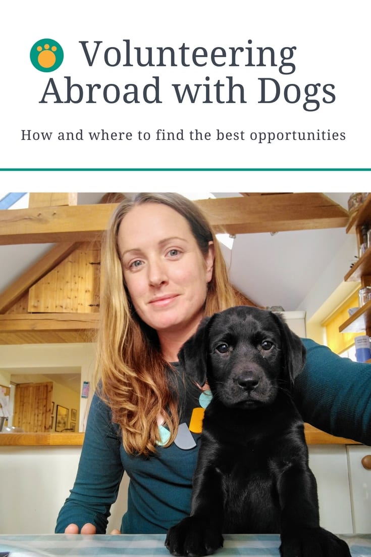 Volunteering Abroad with Dogs Tails of Adventure