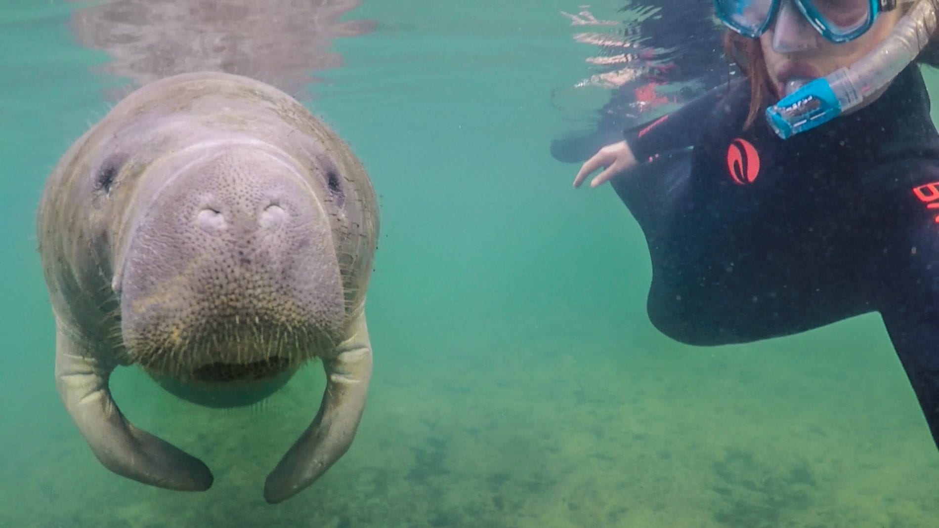 best manatee swim tours