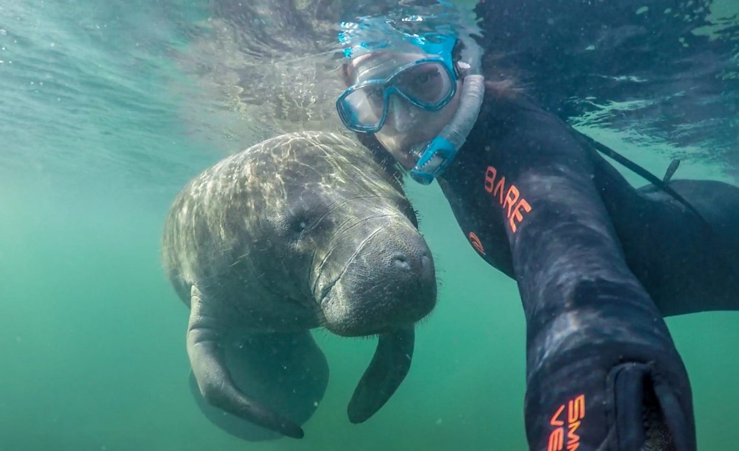 best manatee swim tours