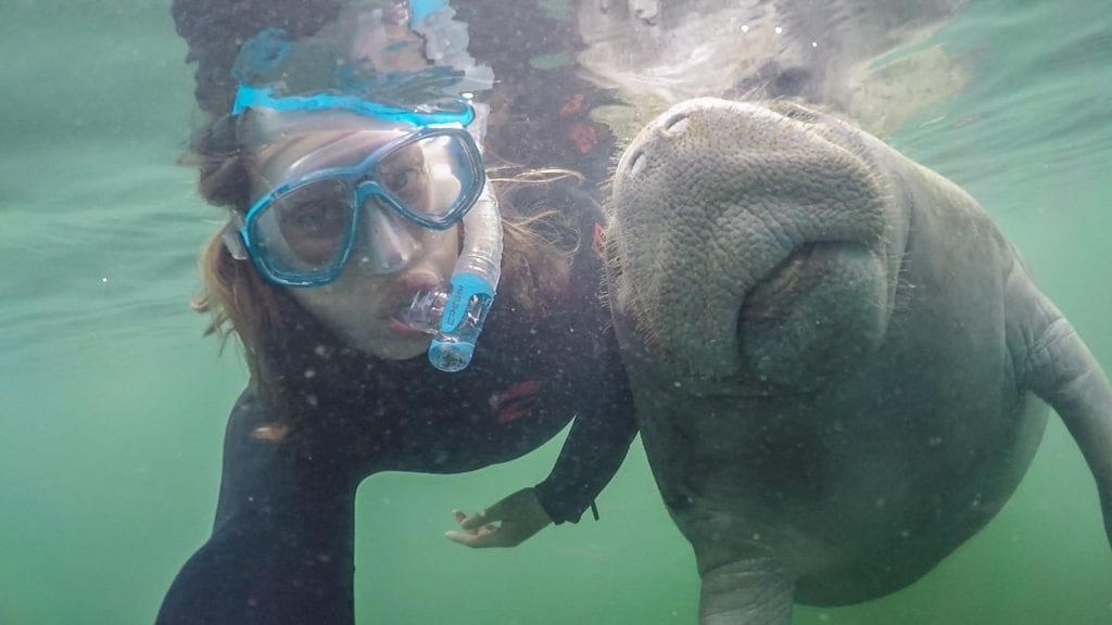 Swim With Manatees, Crystal RIver Florida