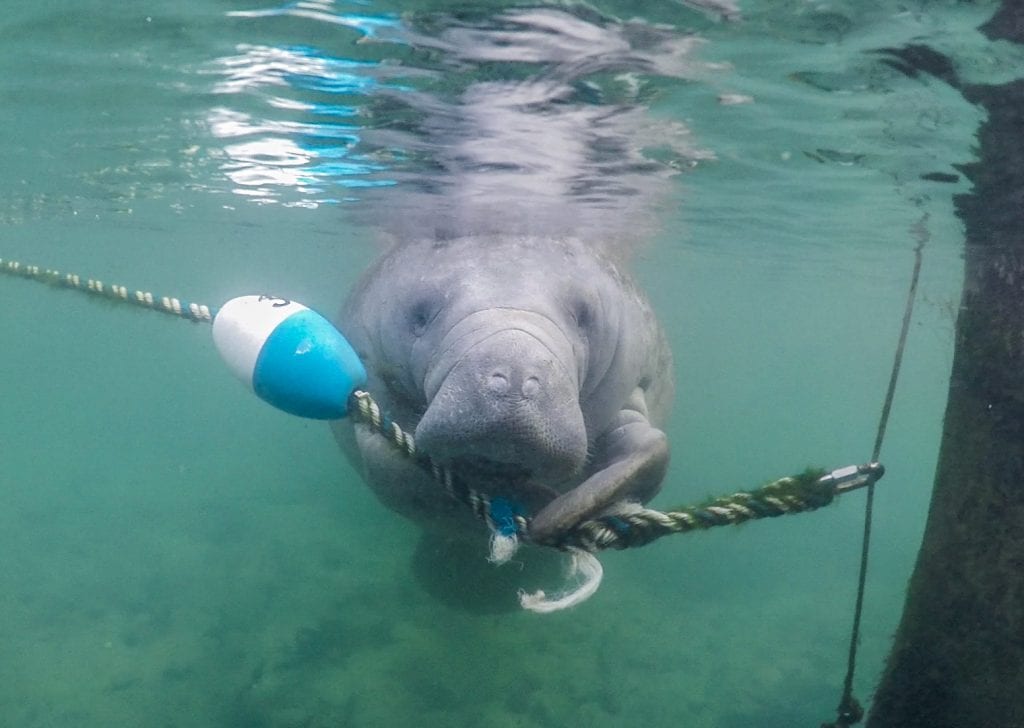 best manatee swim tours