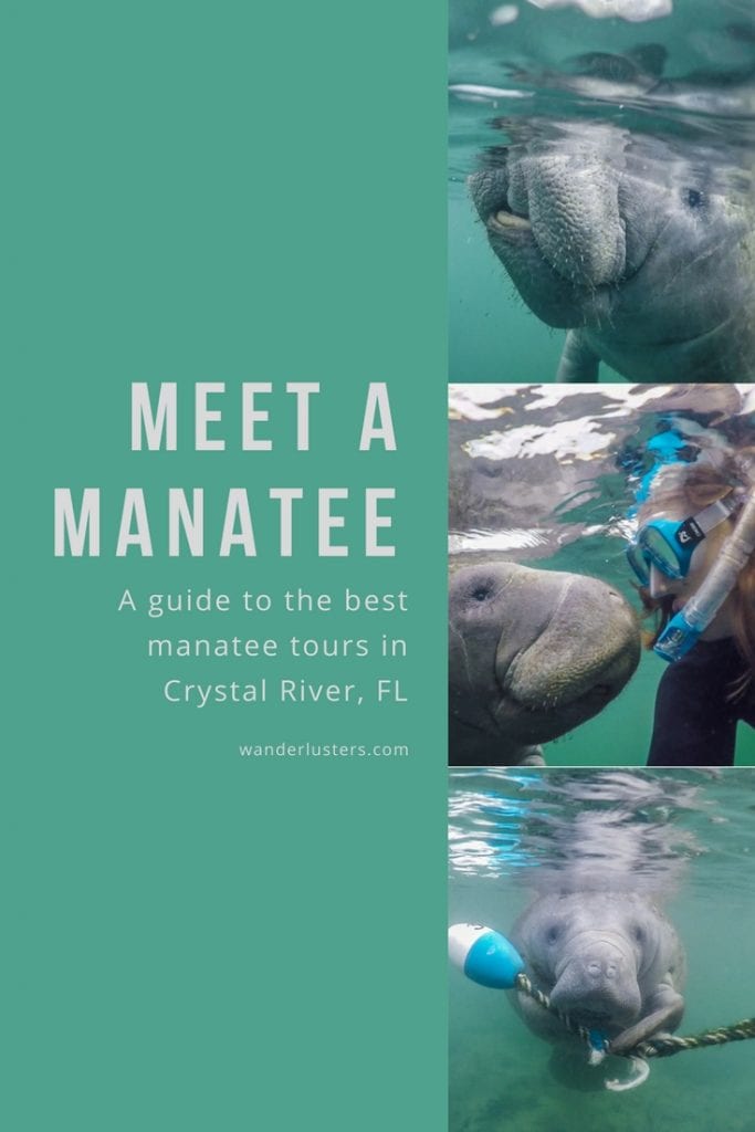 best manatee swim tours