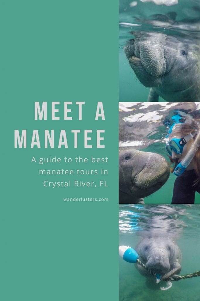 crystal river manatee tour services