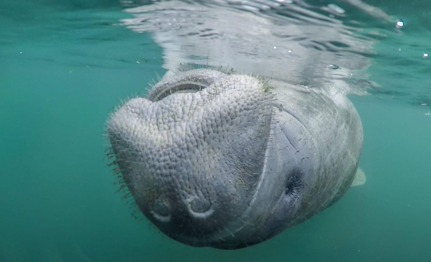 best manatee swim tours