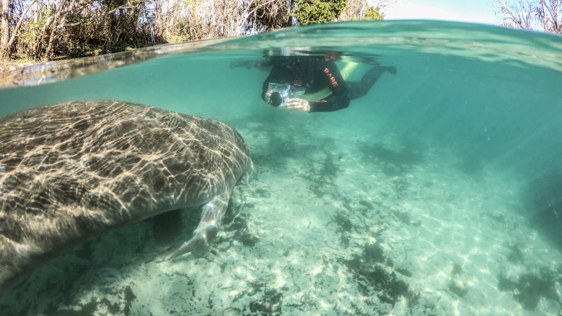 best manatee swim tours