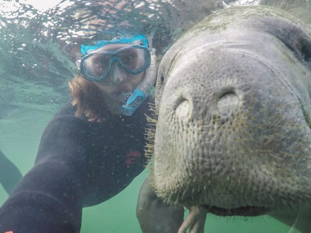 best manatee swim tours