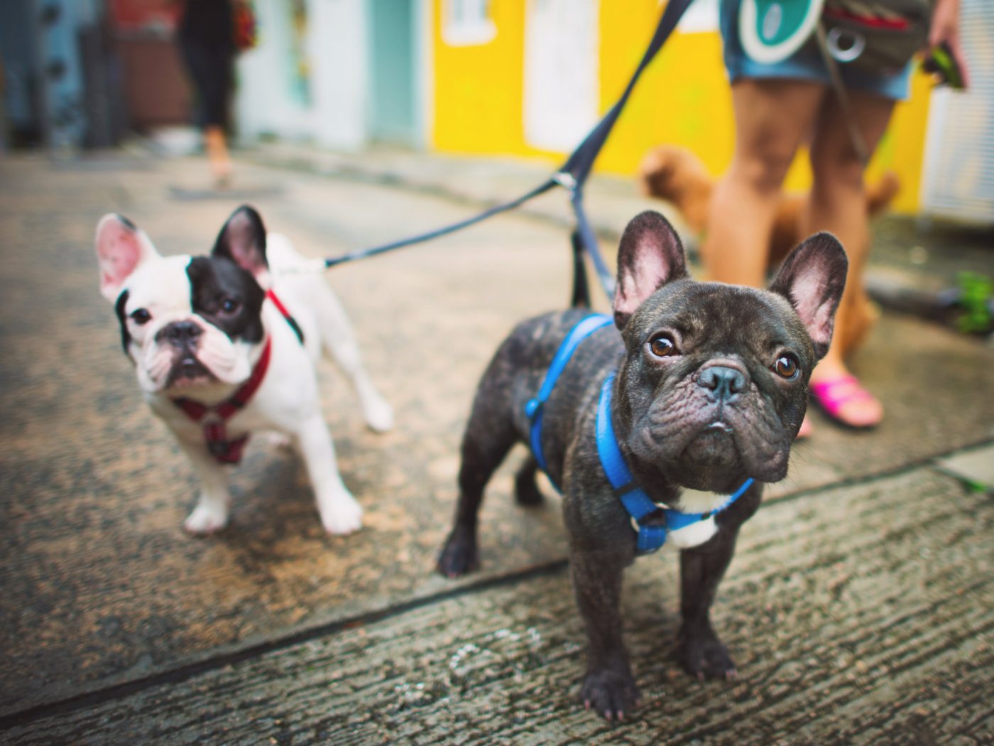 How To Create A Successful House Sitter Profile Wanderlusters