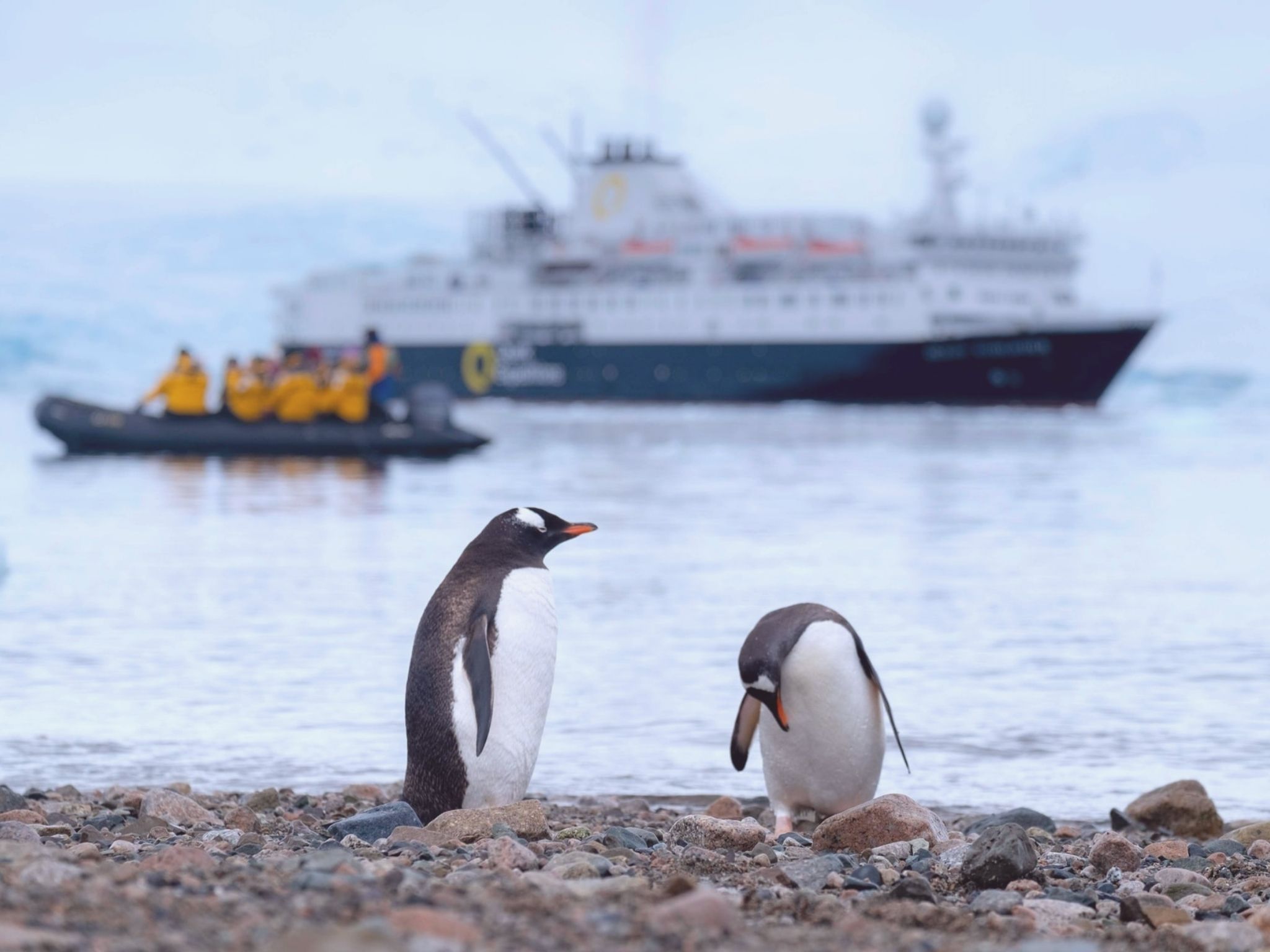 5 of The Best Luxury Cruises For Wildlife Enthusiasts 