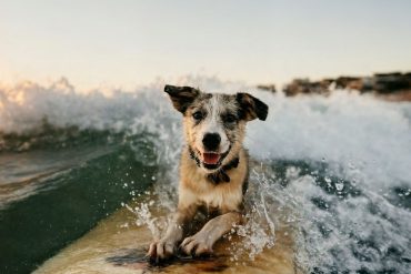Best Natural Dog Supplements for Adventure-Ready Pups