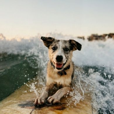 Best Natural Dog Supplements for Adventure-Ready Pups